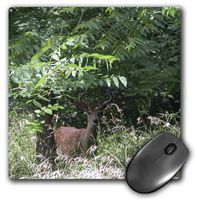 3dRose LLC 8 x 8 x 0.25 Inches Young Buck Mouse Pad (mp_12300_1)