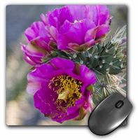 3dRose 8 x 8 x 0.25 Inches Mouse Pad, New Mexico, Tree Cholla Cactus Succulent (mp_92990_1)