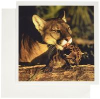 3dRose Florida Panthers, Florida - US10 MPR0443 - Maresa Pryor - Greeting Cards, 6 x 6 inches, set of 12 (gc_89243_2)