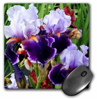 3dRose LLC 8 x 8 x 0.25 Inches Mouse Pad, Purple Irises (mp_4121_1)