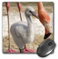 3D Rose"Caribbean Flamingos Tropical Bird CaliforniaUs05 Mpr0055Maresa Pryor" Matte Finish Mouse Pad - 8 x 8" - mp_88558_1