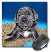 3dRose LLC 8 x 8 x 0.25 Inches Mouse Pad, Neapolitan Mastiff Puppy (mp_4822_1)