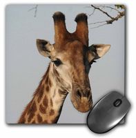 3dRose LLC 8 x 8 x 0.25 Inches Mouse Pad, South African Giraffe Head Face Sky Background (mp_20123_1)