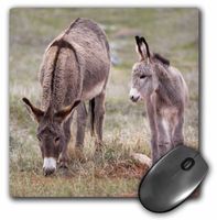 3dRose LLC 8 x 8 x 0.25 Inches Mouse Pad, South Dakota Custer Wild Burros, Jamie and Judy Wild (mp_92835_1)