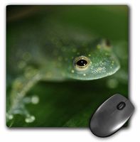 3dRose LLC 8 x 8 x 0.25 Inches Tree Frog Mouse Pad (mp_10385_1)