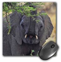 3dRose LLC 8 x 8 x 0.25 Inches African Elephant Masai Mara National Park Kenya Africa 2 Mouse Pad (mp_9878_1)