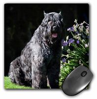Bouvier des Flandres dog in a garden - US05 ZMU0014 - Mouse Pad, 8 by 8 inches (mp_88756_1)