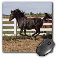 Morgan Horse running along white fence - NA02 PWO0107 - Mouse Pad, 8 by 8 inches (mp_140347_1)