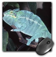 3dRose LLC 8 x 8 x 0.25 Nosy Be Blue Phase Panther Chameleon Lizard David Northcott Mouse Pad (mp_83872_1)