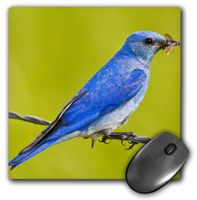 3dRose LLC 8 x 8 x 0.25 Inches Mouse Pad, British Columbia, Mountain Bluebird with Caterpillars-Cn02 Ldi0047 - Larry Ditto (mp_70565_1)