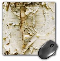 3dRose LLC 8 X 8 X 0.25 Inches Paper Birch Tree, Washington Arboretum, Seattle Darrell Gulin Mouse Pad (mp_95398_1)