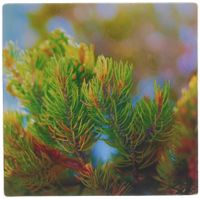 3dRose LLC 8 x 8 x 0.25 Inches The Tips of a Pinion Pine Tree in Grass Valley, Utah with New Growth Mouse Pad (mp_59491_1)