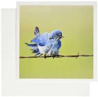 3dRose Custer State Park, South Dakota, Mountain Bluebird - US42 LDI0000 - Larry Ditto - Greeting Cards, 6 x 6 inches, set of 6 (gc_94319_1)