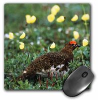 3dRose Willow Ptarmigan Bird Denali National Park Alaska USA Us02 Hro0781 Hugh Rose Mouse Pad (mp_142015_1)