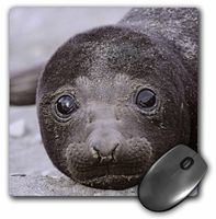 3D Rose"Southern Elephant Seal South GeorgiaAn01 Mzw0015Martin Zwick" Matte Finish Mouse Pad - 8 x 8" - mp_132231_1