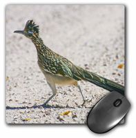 3dRose LLC 8 x 8 x 0.25 Inches Mouse Pad, New Mexico Bosque Del Apache Roadrunner Bird Jaynes Gallery (mp_92557_1)