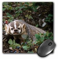 3D Rose"USA Montana Kalispell. Growling Badger" Matte Finish Mouse Pad - 8 x 8" - mp_231062_1
