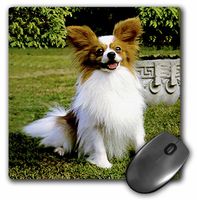 3dRose LLC 8 x 8 x 0.25 Inches Mouse Pad, Papillon (mp_496_1)