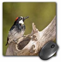 3D Rose"Acorn Woodpecker Bird Se ArizonaNa02 Dno0601David Northcott" Matte Finish Mouse Pad - 8 x 8" - mp_84004_1