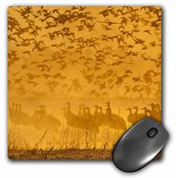 3D Rose"USA New Mexico Sandhill Cranes Snow Geese BirdsUs32 Bjy0011Jaynes Gallery" Matte Finish Mouse Pad - 8 x 8" - mp_145158_1