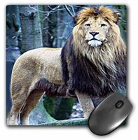 3dRose LLC 8 x 8 x 0.25 Inches Mouse Pad, Lion The King (mp_580_1)