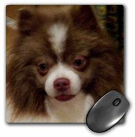 3drose Chocolate Party Pomeranian Oil Painting - Mouse Pad