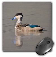 3dRose LLC 8 x 8 x 0.25 Inches Mouse Pad, Tanzania, Hottentot Teal Duck, Ngorongoro Crater-Af45 Rbe0454 - Ralph H. Bendjebar (mp_71597_1)