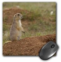 3dRose LLC 8 x 8 x 0.25 Inches Mouse Pad, Blacktail Prairie Dogs Devils Tower Nm Wyoming Pete Oxford (mp_97508_1)