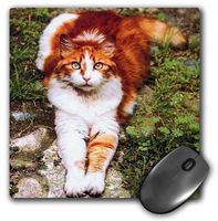 3dRose LLC 8 x 8 x 0.25 Inches Orange Cat Mouse Pad (mp_574_1)