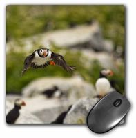 3dRose LLC 8 x 8 x 0.25 Inches Atlantic Puffins Machias Seal Island Cutler Maine Chuck Haney Mouse Pad (mp_90616_1)