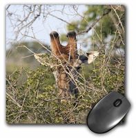 3dRose LLC 8 x 8 x 0.25 Inches South African Giraffe Head Face in The Trees Mouse Pad (mp_20121_1)