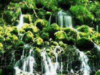 DZJYQ 6.5x5ft(2x1.5m) Green Tropical Primitive Forest Tree Moss Waterfall Beautiful Scenery Children Party Backdrop Studio Photography Background 112