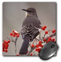 3dRose LLC 8 x 8 x 0.25 Mockingbird Among Hawthorn Berries Adam Jones Mouse Pad (mp_83556_1)