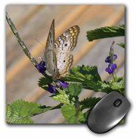 3dRose LLC 8 x 8 x 0.25 Inches Butterfly Pretty Mouse Pad (mp_7922_1)