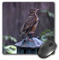 3dRose LLC 8 x 8 x 0.25 Inches Mouse Pad, Baby Robin on a Feeders (mp_32936_1)
