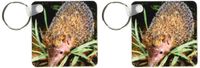 3dRose Madagascar, Ankarana, Greater Hedgehog tenrec wildlife-AF24 POX0057 - Pete Oxford - Key Chains, 2.25 x 4.5 inches, set of 2 (kc_76253_1)