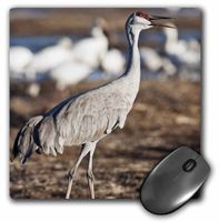3D Rose"USA Bosque Del Apache Sandhill Crane BirdUs32 Rbr0021Rick A Brown" Matte Finish Mouse Pad - 8 x 8" - mp_145290_1