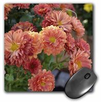 3dRose LLC 8 x 8 x 0.25 Inches Mouse Pad, Orange Autumn Mums- Flowers- Floral Photography (mp_36332_1)