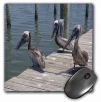 3dRose LLC 8 x 8 x 0.25 Inches 3 Pelicans Mouse Pad (mp_7342_1)