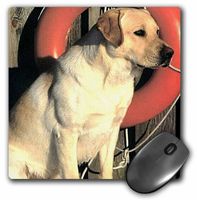 3dRose LLC 8 x 8 x 0.25 Inches Mouse Pad, Yellow Labrador Lab (mp_741_1)