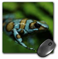 3dRose LLC 8 x 8 x 0.25 Inches Blue and Brown Tree Frog on a Leaf Mouse Pad (mp_10382_1)