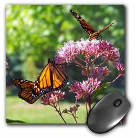 3dRose LLC 8 x 8 x 0.25 Inches Mouse Pad, 3 Monarch Butterflies on Flowers (mp_80328_1)