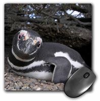 3dRose LLC 8 x 8 x 0.25 Inches Mouse Pad, Half a Million Magellanic Penguins Arrive at The Patagonia Coasts in The Chubut Province. (mp_10526_1)