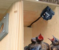 Birdhouse Spy Cam BCAMHEHD Hawk Eye HD Camera (Set of 1) (Renewed)