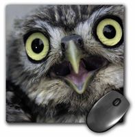3dRose LLC 8 x 8 x 0.25 Inches Little Owl, Athena Noctua, Aragon Spain Europe Mouse Pad (mp_9927_1)
