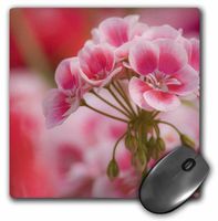 3dRose LLC 8 x 8 x 0.25 Inches Mouse Pad, New Guinea Impatiens Flowers, Adam Jones (mp_93023_1)