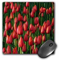 3dRose LLC 8 x 8 x 0.25 Rows of Red Straight Up Tulips Mouse Pad (mp_80747_1)