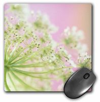3dRose LLC 8 x 8 x 0.25 Inches Mouse Pad, USA, Washington, Cow Parsnip Flower, Jaynes Gallery (mp_95113_1)