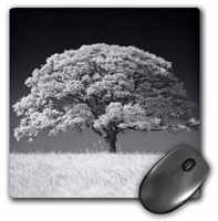 3dRose LLC 8 x 8 x 0.25 Inches Mouse Pad, Large Oak Tree and Grass in B and W (mp_37372_1)
