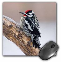 3dRose Yellow-bellied Sapsucker male, Marion, Illinois, USA. - Mouse Pad, 8 by 8 inches (mp_208136_1)